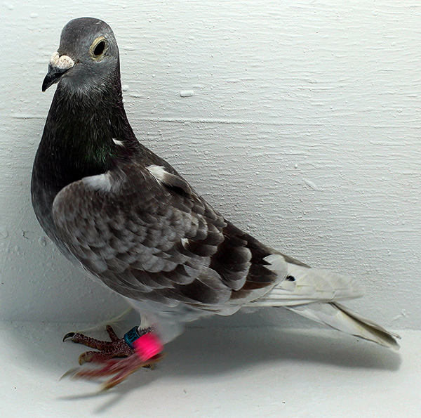 Band: AU 20013 AA 2025